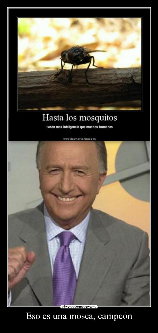 Eso es una mosca, campeón -