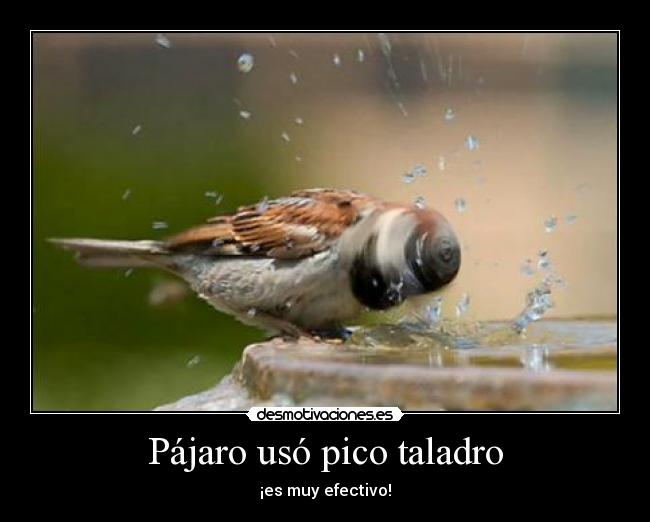 carteles pajaro desmotivaciones