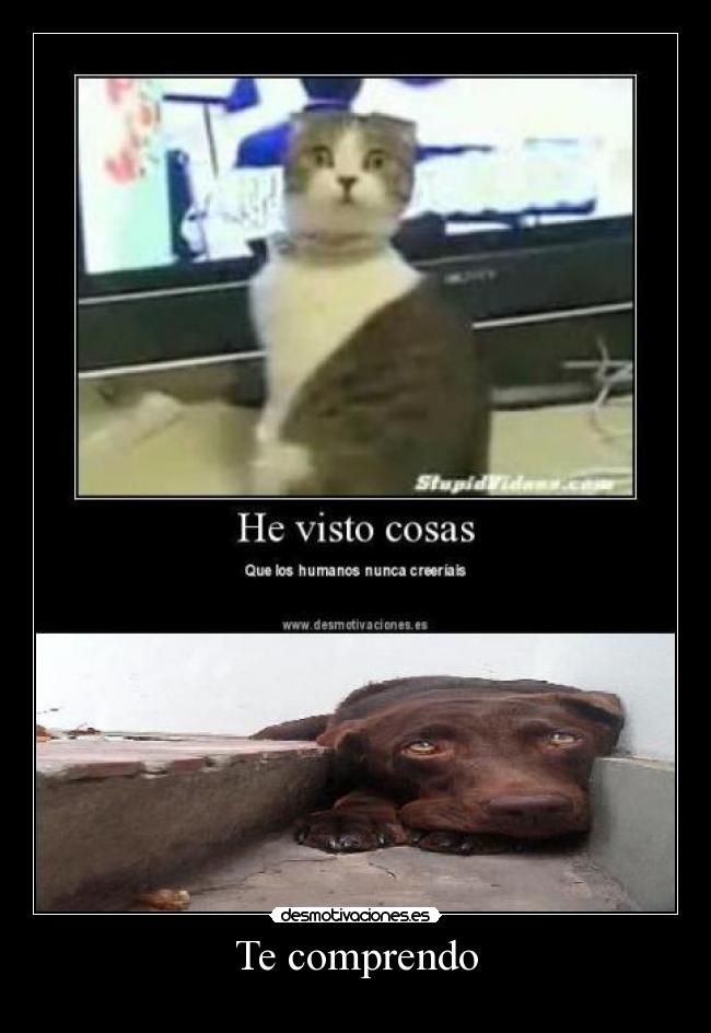 carteles comprendo desmotivaciones