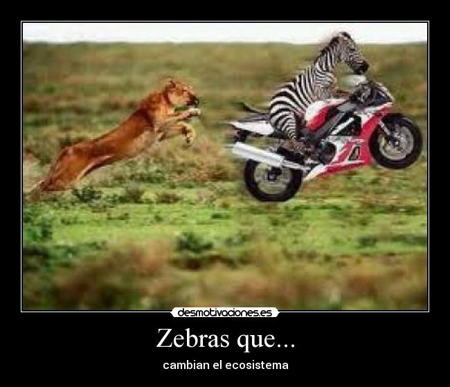 Zebras que... - cambian el ecosistema