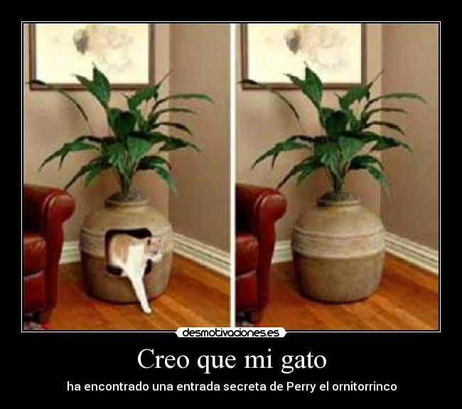 Creo que mi gato -