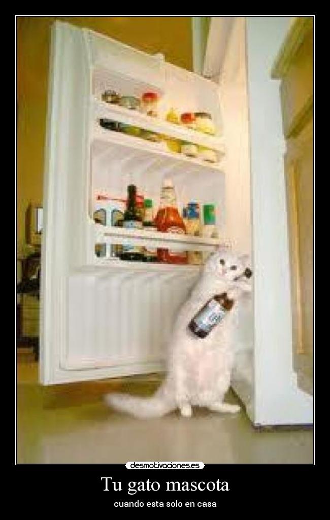 Tu gato mascota - cuando esta solo en casa