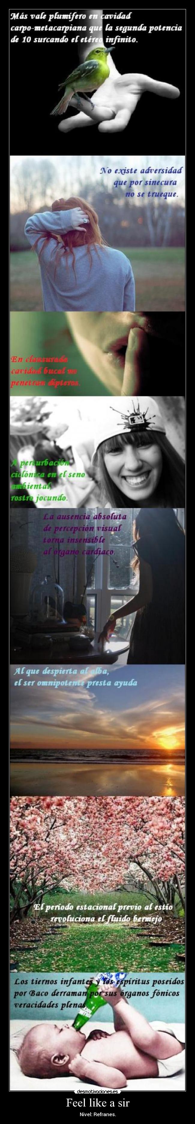 Feel like a sir - Nivel: Refranes.