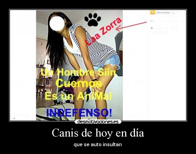 Canis de hoy en día -