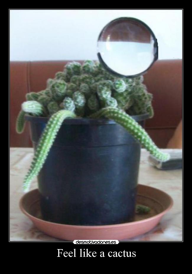 Feel like a cactus - 