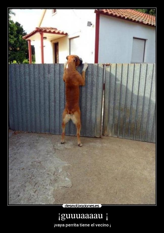 ¡guuuaaaau ¡ - ¡vaya perrita tiene el vecino ¡