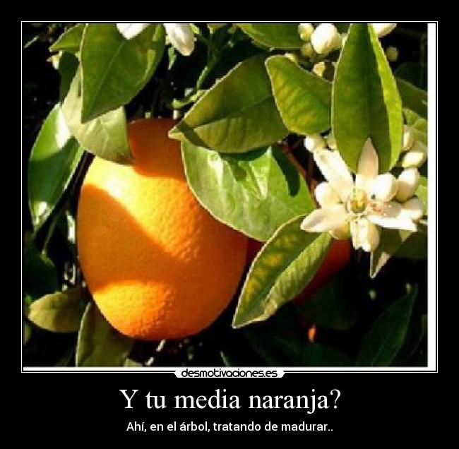 Y tu media naranja? - Ahí, en el árbol, tratando de madurar..