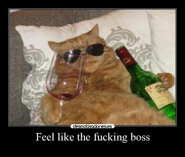 carteles feel like the fucking bossgatovinocopas desmotivaciones