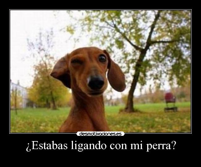 ¿Estabas ligando con mi perra? - 