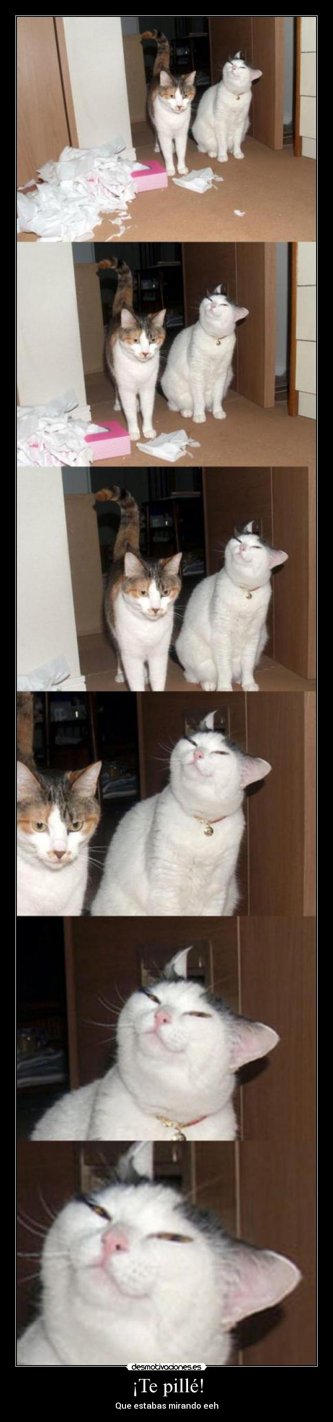 carteles pille desmotivaciones