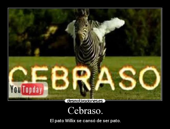 Cebraso. - El pato Willix se cansó de ser pato.