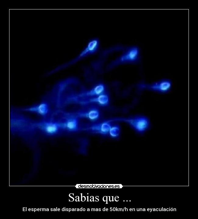 Sabias que ... -