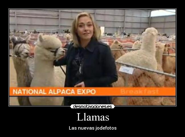 Llamas -