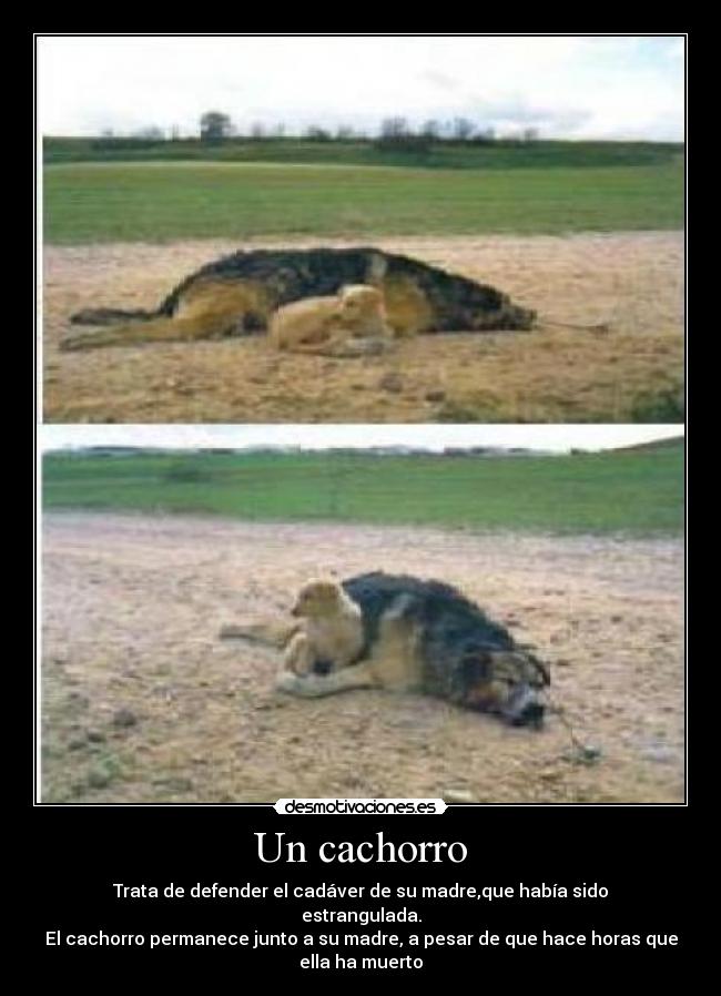 Un cachorro -