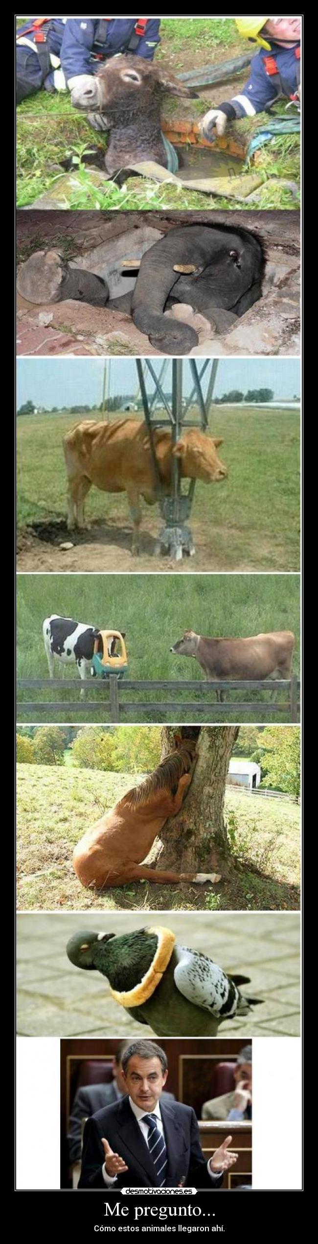 Me pregunto... - Cómo estos animales llegaron ahÃ.