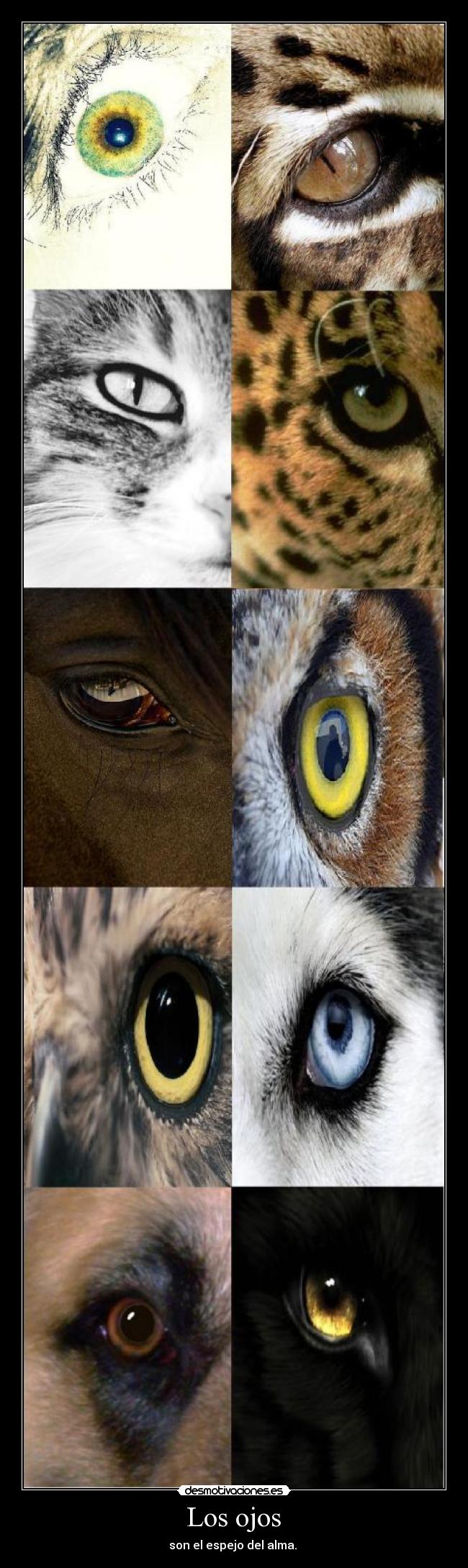 Los ojos - son el espejo del alma.