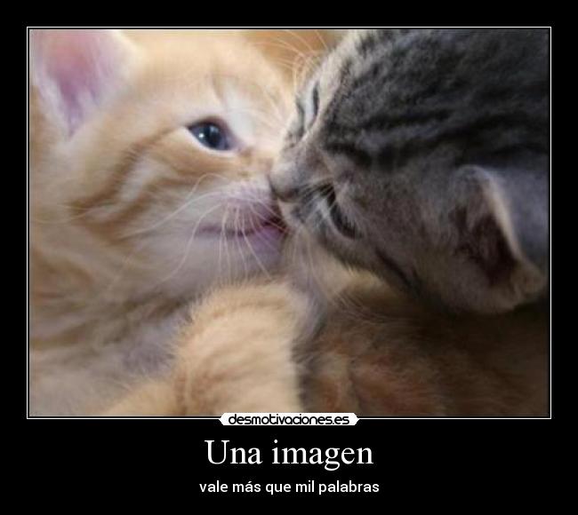 carteles gatitos desmotivaciones