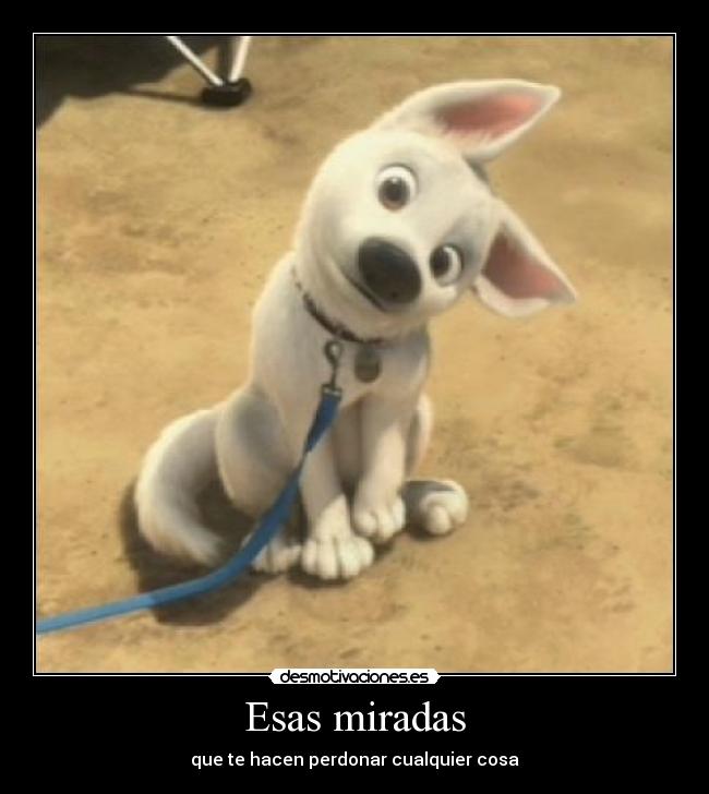 Esas miradas - que te hacen perdonar cualquier cosa