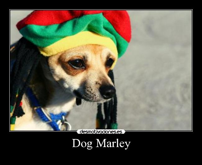 Dog Marley - 
