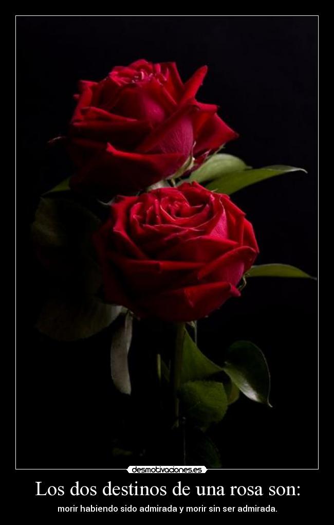 Los dos destinos de una rosa son: -