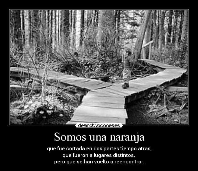 carteles amor corazon gato perro tortuga pajaro loro peter griffin homer simpsons desmotivaciones