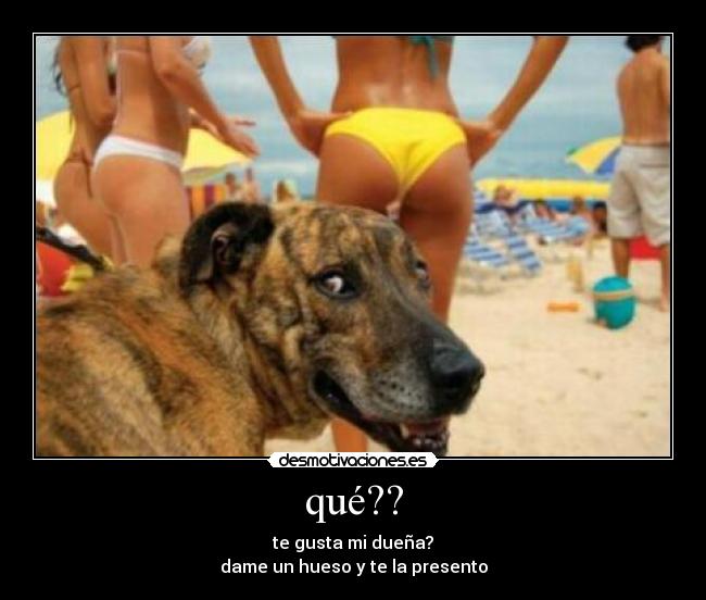 qué?? - te gusta mi dueña?
dame un hueso y te la presento