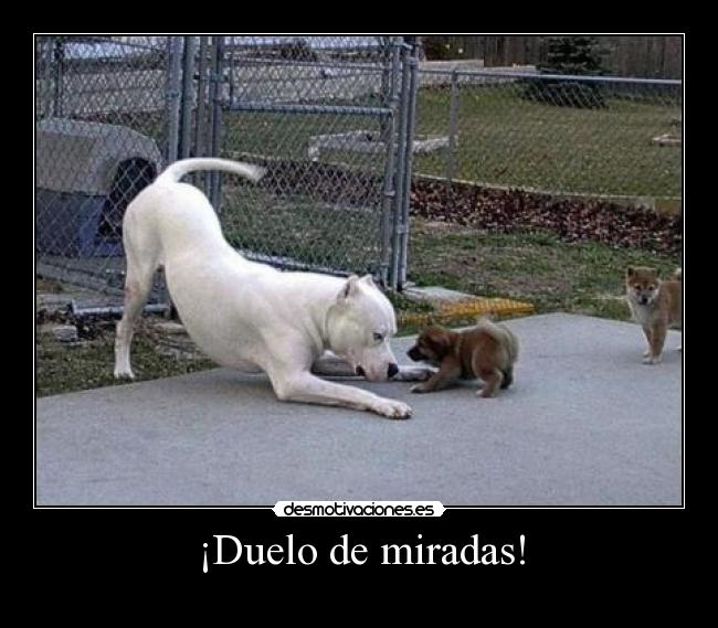 carteles duelo miradas desmotivaciones