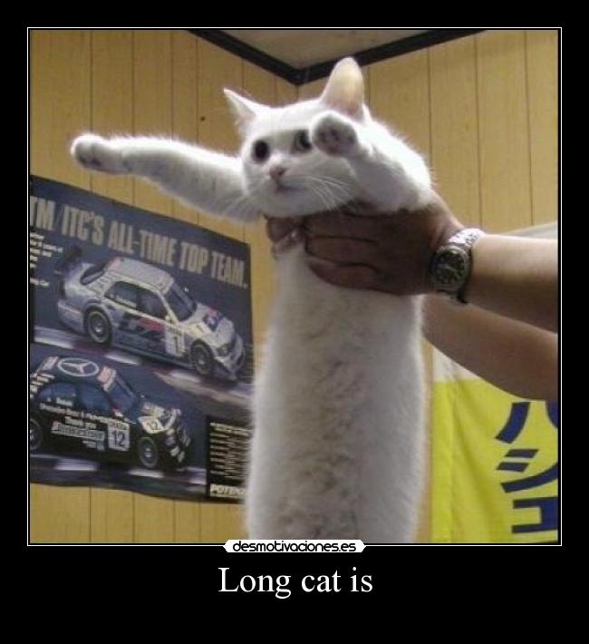 Long cat is -