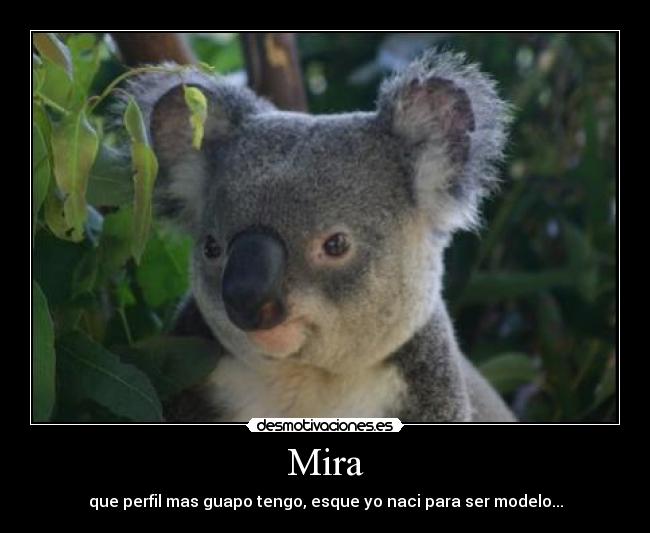 Mira - que perfil mas guapo tengo, esque yo naci para ser modelo...