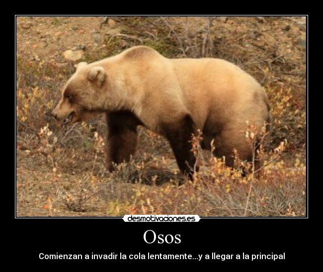 Osos - Comienzan a invadir la cola lentamente...y a llegar a la principal