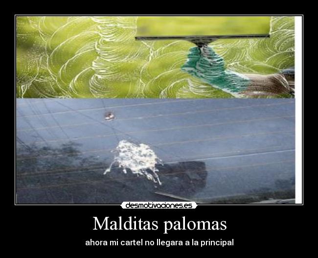 Malditas palomas - ahora mi cartel no llegara a la principal