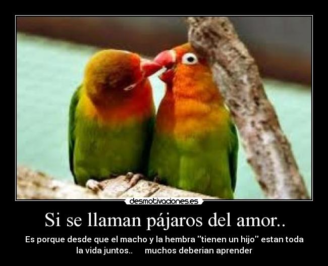 Si se llaman pájaros del amor.. -