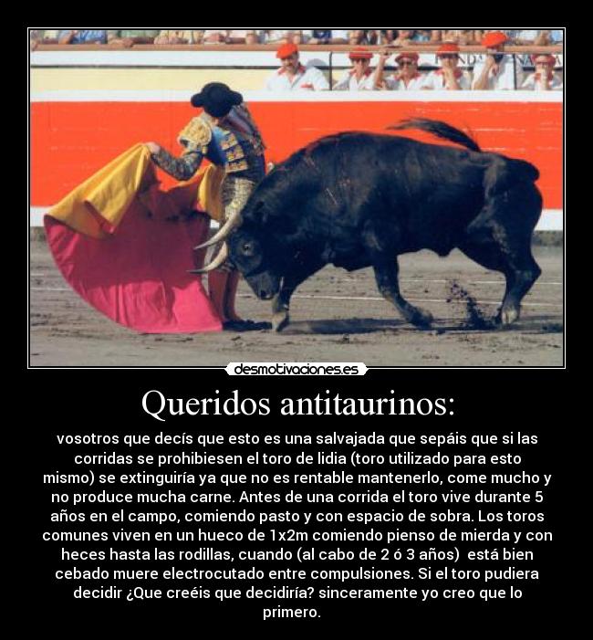 Queridos antitaurinos: - vosotros que decís que esto es una salvajada que sepáis que si las
corridas se prohibiesen el toro de lidia (toro utilizado para esto
mismo) se extinguiría ya que no es rentable mantenerlo, come mucho y
no produce mucha carne. Antes de una corrida el toro vive durante 5
años en el campo, comiendo pasto y con espacio de sobra. Los toros
comunes viven en un hueco de 1x2m comiendo pienso de mierda y con
heces hasta las rodillas, cuando (al cabo de 2 ó 3 años)  está bien
cebado muere electrocutado entre compulsiones. Si el toro pudiera
decidir ¿Que creéis que decidiría? sinceramente yo creo que lo
primero.   