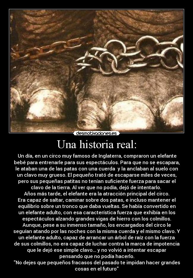 Una historia real: - Un día, en un circo muy famoso de Inglaterra, compraron un elefante
bebé para entrenarle para sus espectáculos. Para que no se escapara,
le ataban una de las patas con una cuerda y la anclaban al suelo con
un clavo muy grueso. El pequeño trató de escaparse miles de veces,
pero sus pequeñas patitas no tenían suficiente fuerza para sacar el
clavo de la tierra. Al ver que no podía, dejó de intentarlo.
Años más tarde, el elefante era la atracción principal del circo.
Era capaz de saltar, caminar sobre dos patas, e incluso mantener el
equilibrio sobre un tronco que daba vueltas. Se había convertido en
un elefante adulto, con esa característica fuerza que exhibía en los
espectáculos alzando grandes vigas de hierro con los colmillos.
Aunque, pese a su inmenso tamaño, los encargados del circo le
seguían atando por las noches con la misma cuerda y el mismo clavo. Y
un elefante adulto, capaz de arrancar un árbol de raíz con la fuerza
de sus colmillos, no era capaz de luchar contra la marca de impotencia
que le dejó ese simple clavo... y no volvió a intentar escapar
pensando que no podía hacerlo.
No dejes que pequeños fracasos del pasado te impidan hacer grandes
cosas en el futuro