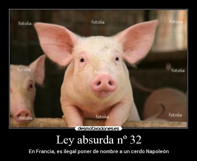 Ley absurda nº 32 - En Francia, es ilegal poner de nombre a un cerdo Napoleón