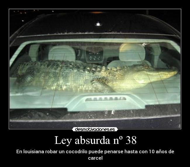 Ley absurda nº 38 - En louisiana robar un cocodrilo puede penarse hasta con 10 años de carcel