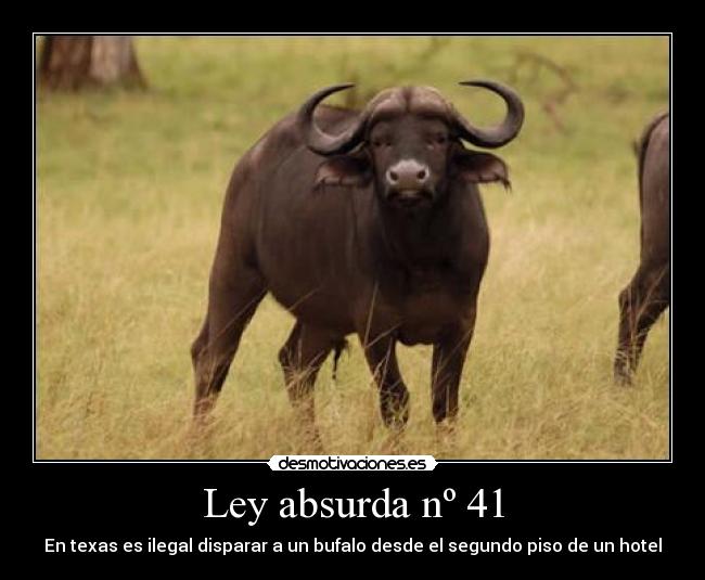Ley absurda nº 41 - 