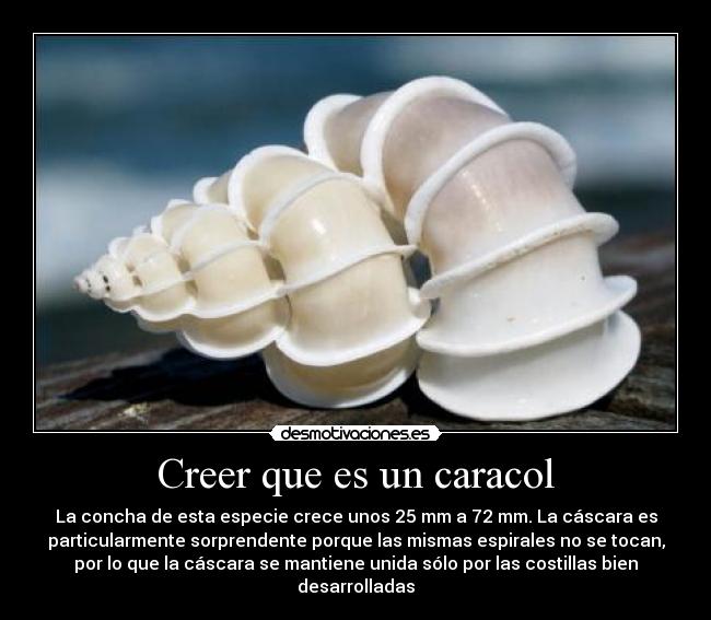 Creer que es un caracol - 