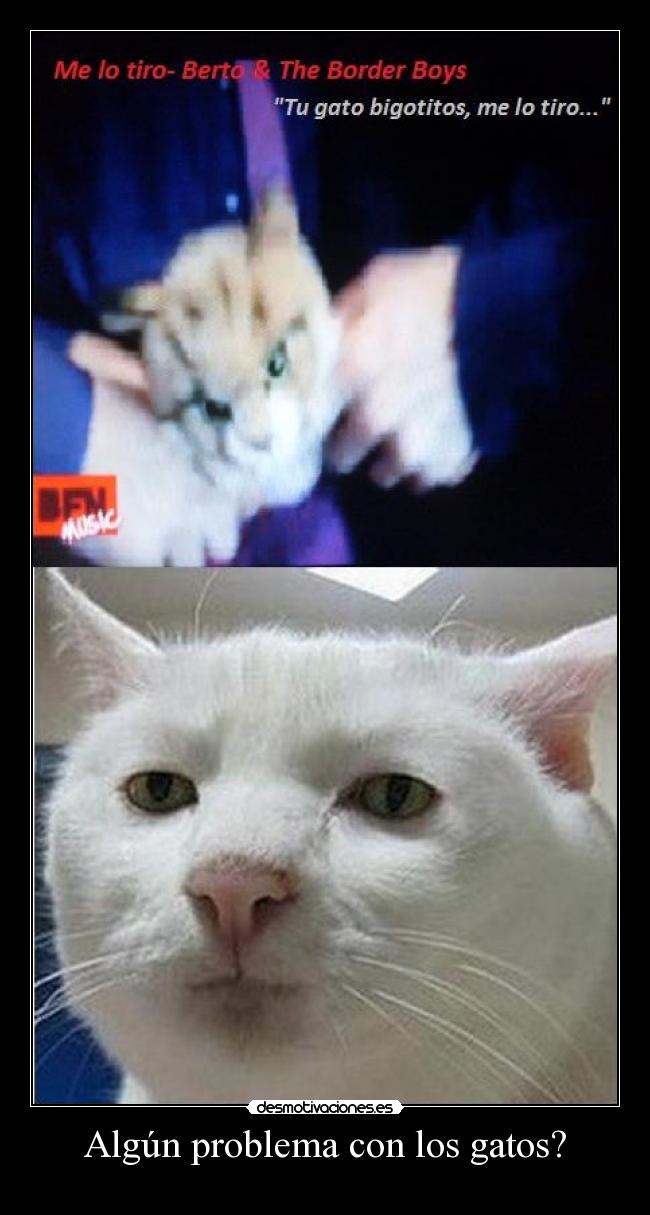 Algún problema con los gatos? -