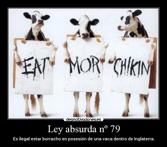 Ley absurda nº 79 - Es ilegal estar borracho en posesión de una vaca dentro de Inglaterra.