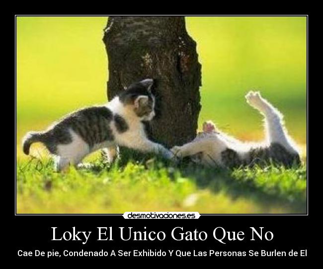 Loky El Unico Gato Que No - 