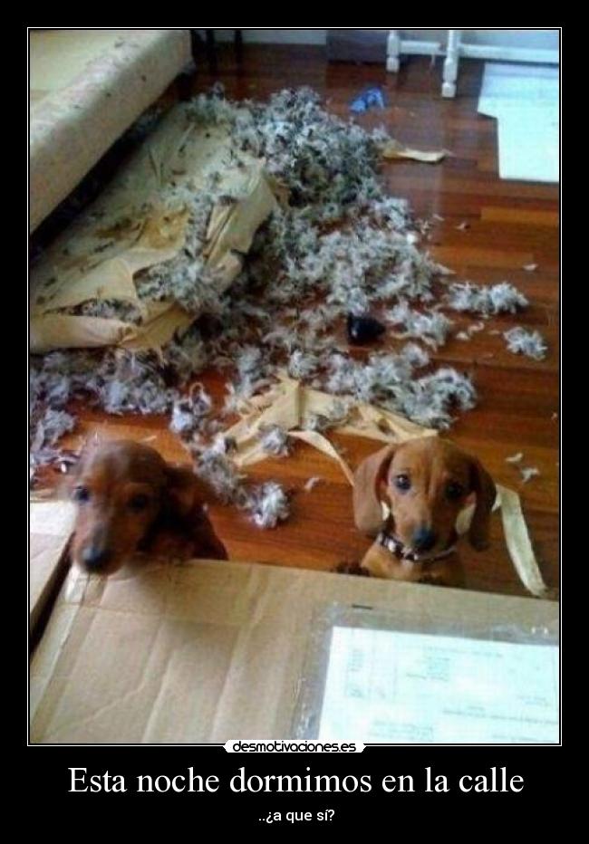 Esta noche dormimos en la calle - 