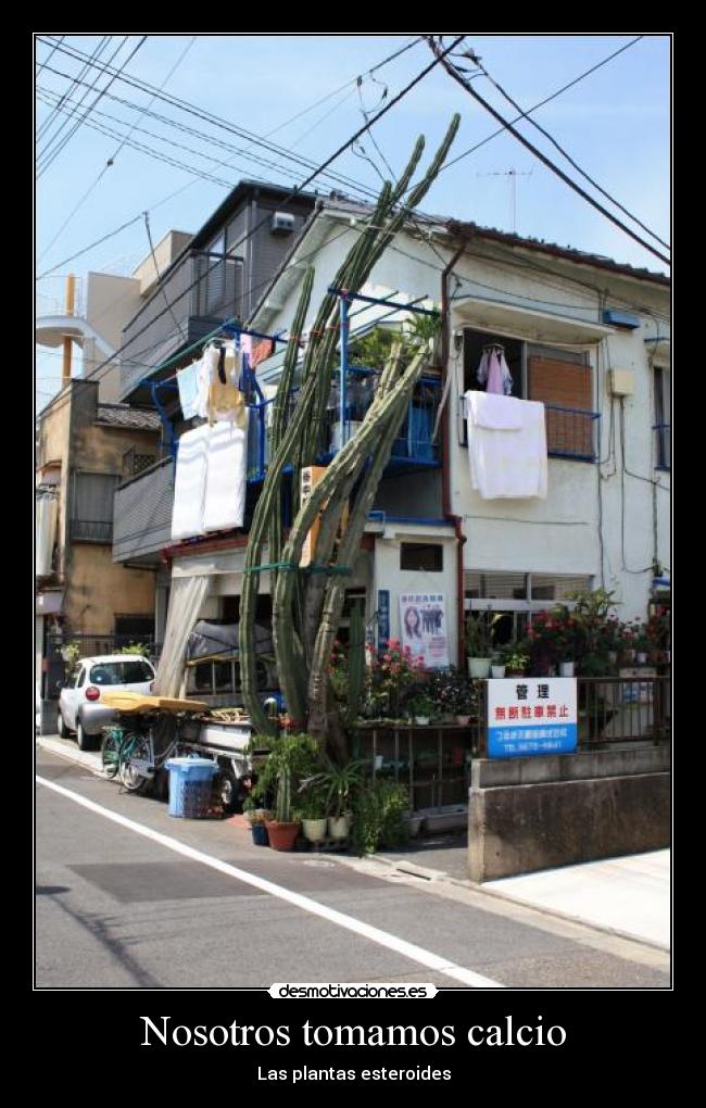 Nosotros tomamos calcio - Las plantas esteroides