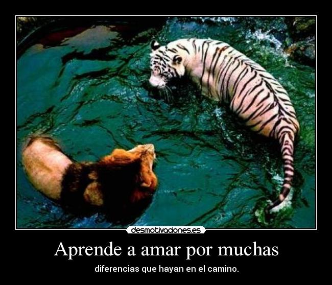 Aprende a amar por muchas - diferencias que hayan en el camino.