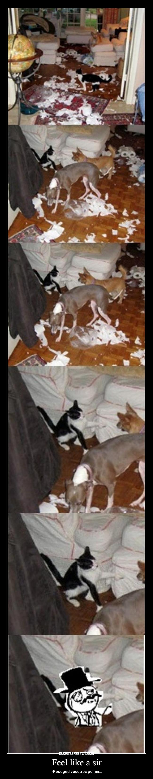 Feel like a sir - -Recoged vosotros por mi...