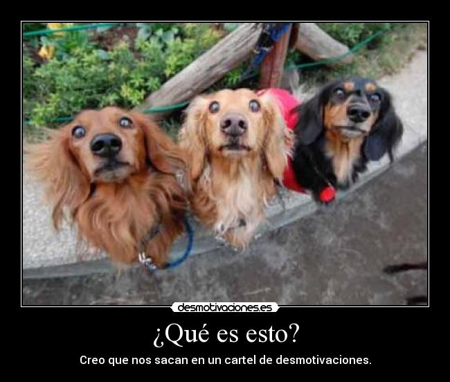 carteles cartel perros desmotivaciones fuertes desmotivaciones