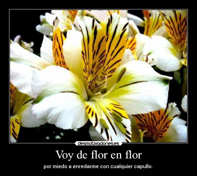 Voy de flor en flor - por miedo a enredarme con cualquier capullo.