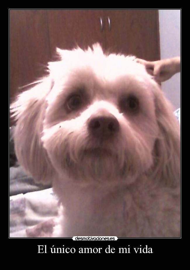 El único amor de mi vida -