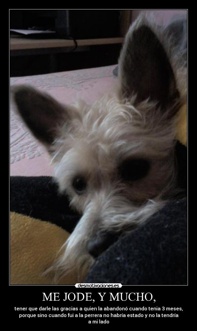 ME JODE, Y MUCHO, - tener que darle las gracias a quien la abandonó cuando tenia 3 meses,
porque sino cuando fui a la perrera no habría estado y no la tendría
a mi lado