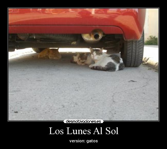 Los Lunes Al Sol - version: gatos